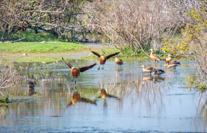 Flock,Of,Fulvous,Whistling,Ducks,(dendrocygna,Bicolor),Taking,Off,Or